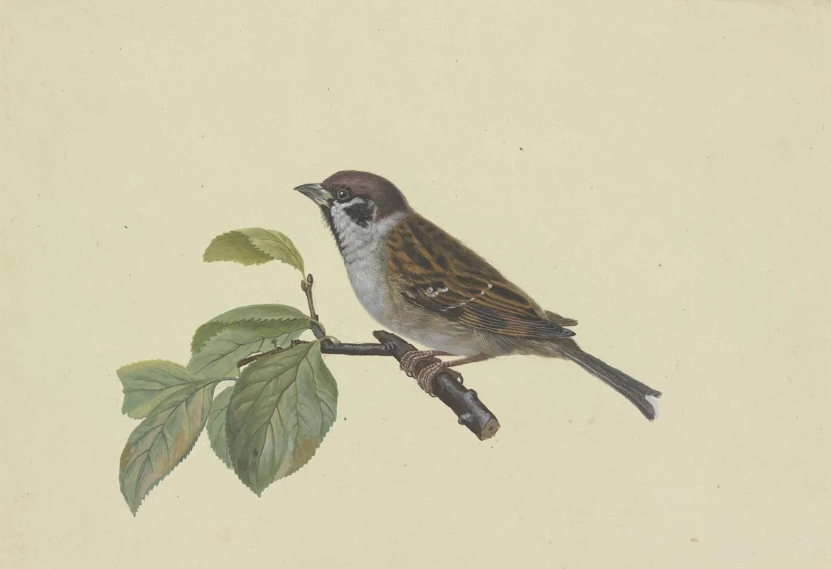 Sperling Auf Einem Pflaumenzweig Sitzend Nach Links Wall Art by Ambrosius Gabler - High-Resolution Digital Print