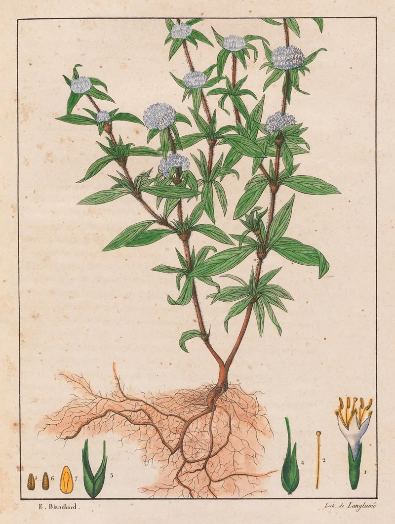 Spermacoce Ferruginea Wall Art by Auguste de Saint-Hilaire - High-Resolution Digital Print