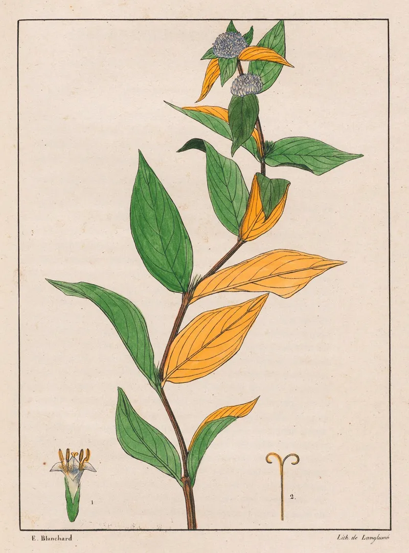 Spermacoce Poaya Wall Art by Auguste de Saint-Hilaire - High-Resolution Digital Print