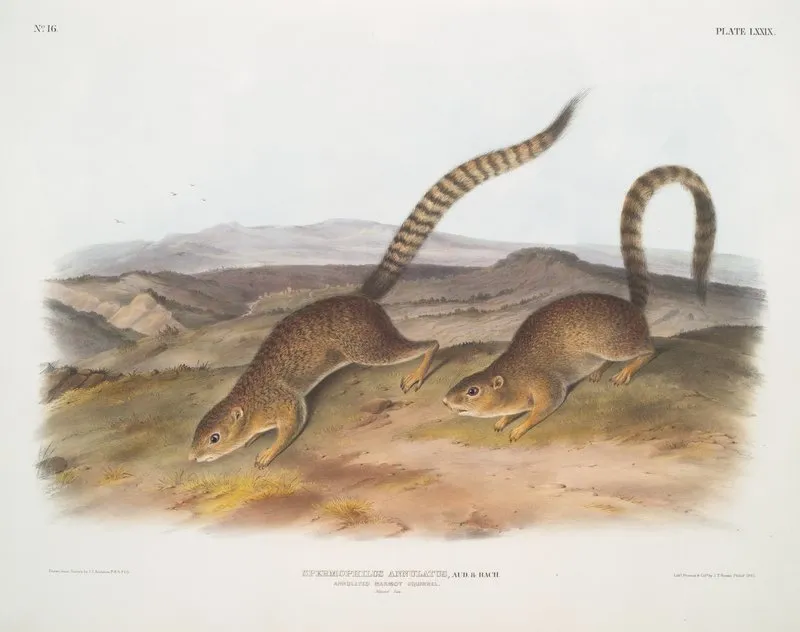 Spermophilus Annulatus Annulated Marmot Squirrel Natural Size Wall Art by John Woodhouse Audubon - High-Resolution Digital Print