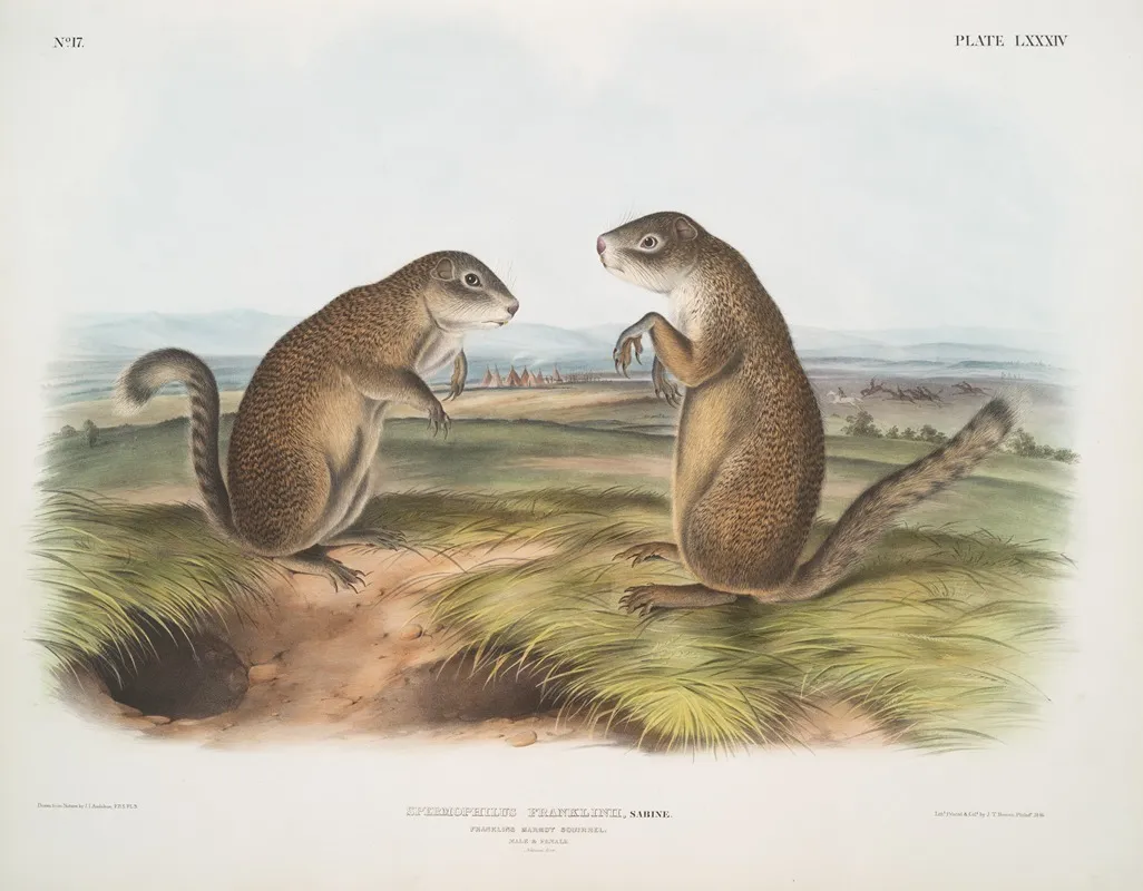 Spermophilus Franklinii Franklins Marmot Squirrel Male Female Natural Size Wall Art by John Woodhouse Audubon - High-Resolution Digital Print
