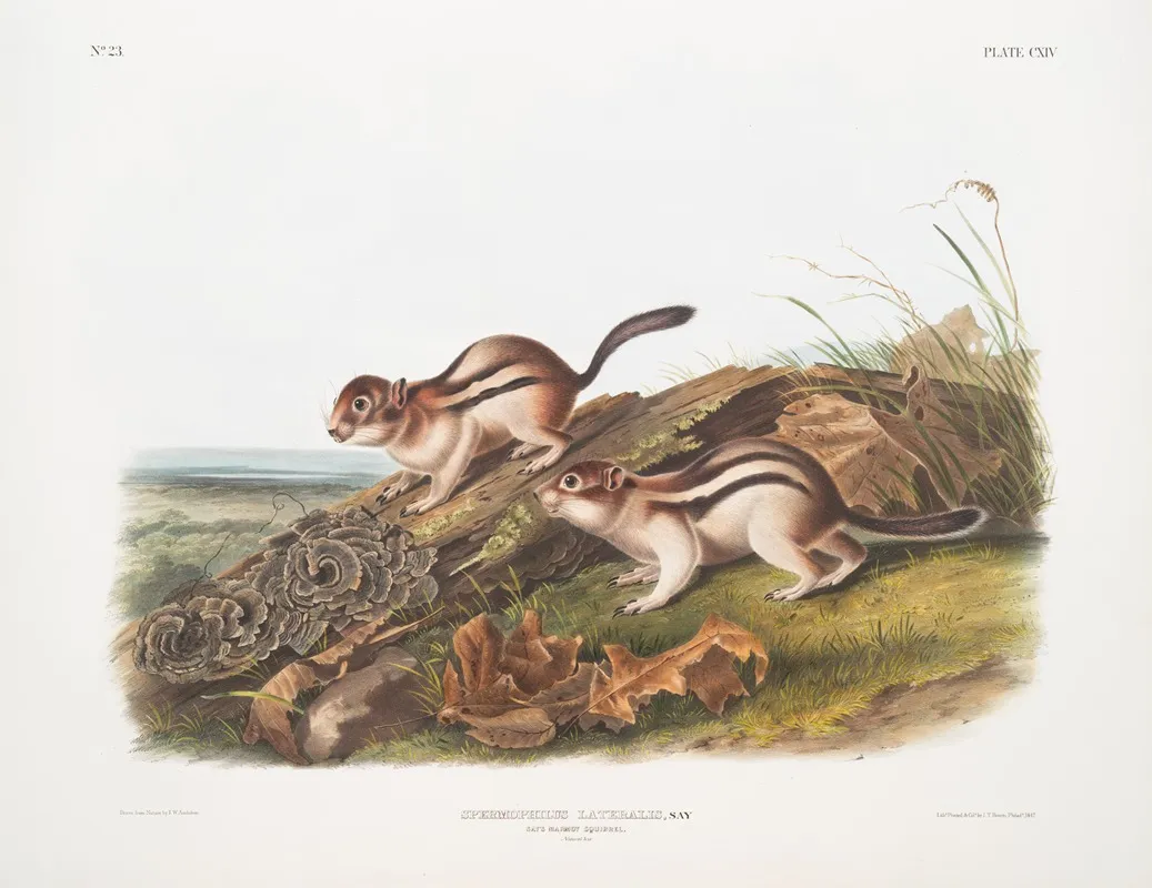 Spermophilus Lateralis Says Marmot Squirrel Natural Size Wall Art by John Woodhouse Audubon - High-Resolution Digital Print