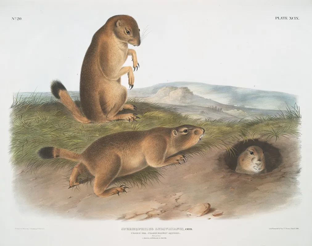 Spermophilus Ludovicianus Prairie Dog Prairie Marmot Squirrel Natural Size 1 Male 2 Female 3 Young Wall Art by John Woodhouse Audubon - High-Resolution Digital Print