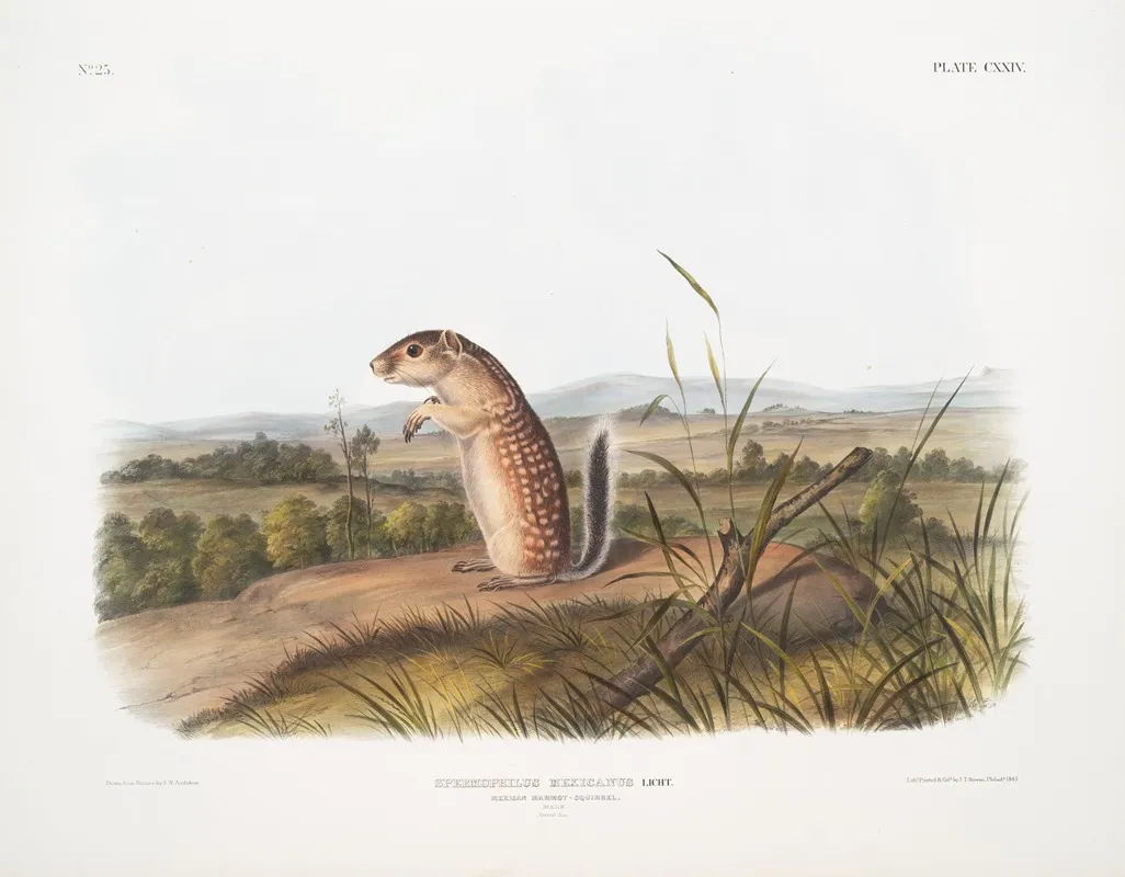 Spermophilus Mexicanus Mexican Marmot Squirrel Male Natural Size Wall Art by John Woodhouse Audubon - High-Resolution Digital Print