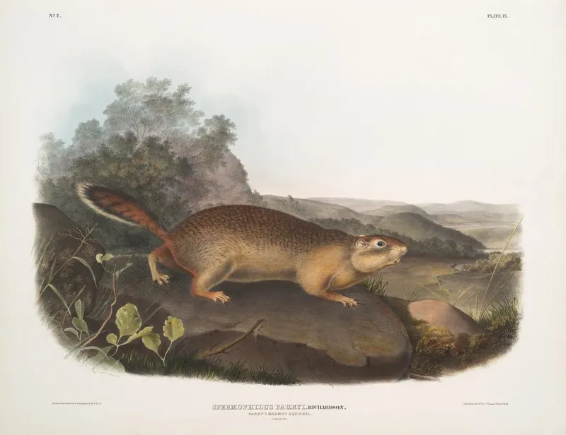 Spermophilus Parryi Parrys Marmot Squirrel Natural Size Wall Art by John Woodhouse Audubon - High-Resolution Digital Print