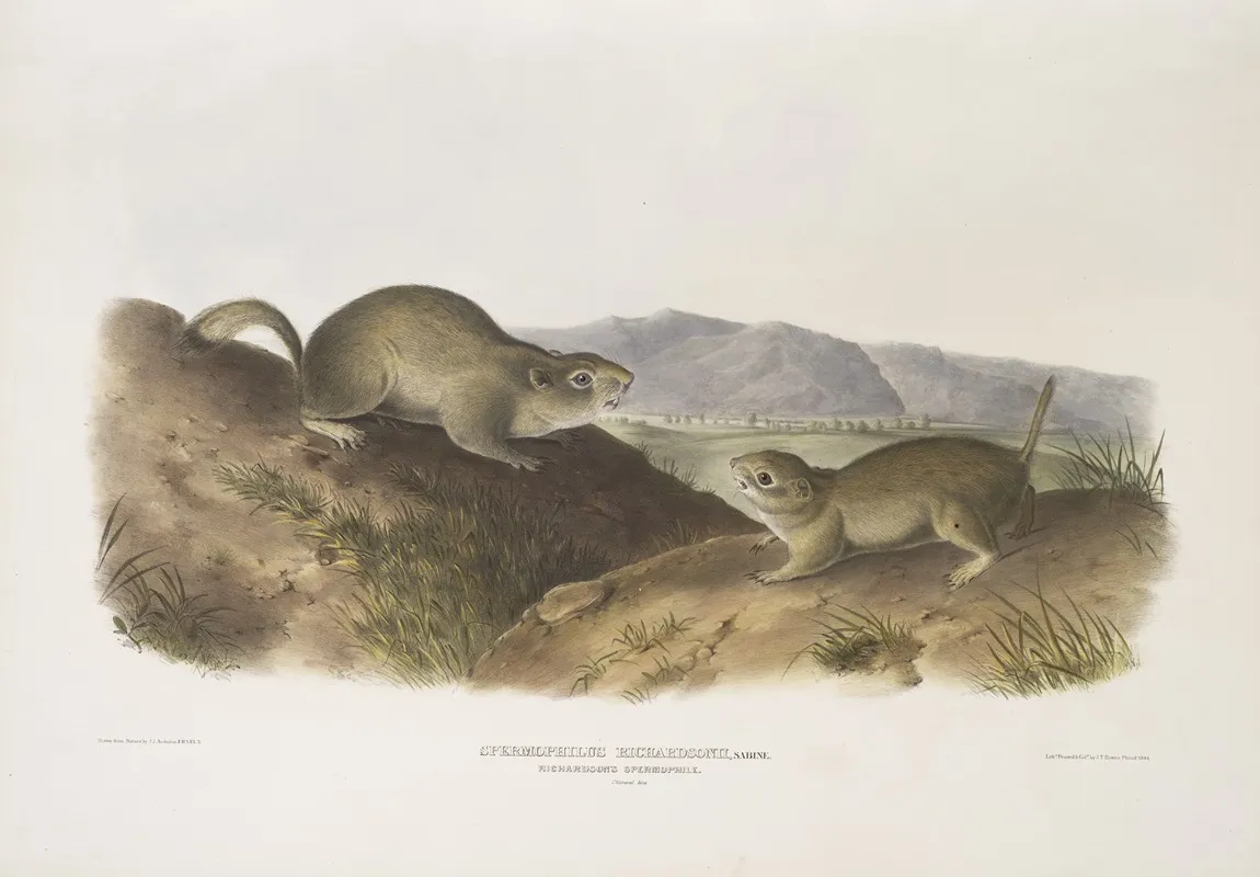 Spermophilus Richardsonii Richardsons Spermophile Natural Size Wall Art by John Woodhouse Audubon - High-Resolution Digital Print