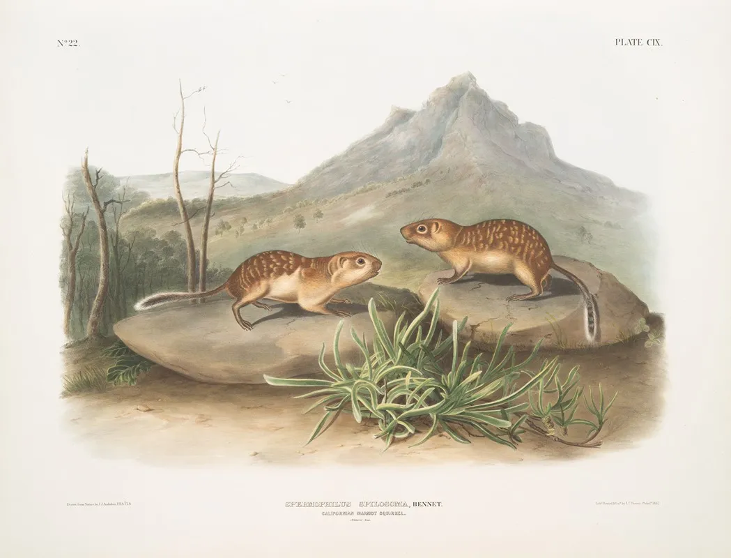 Spermophilus Spilosoma California Marmot Squirrel Natural Size Wall Art by John Woodhouse Audubon - High-Resolution Digital Print