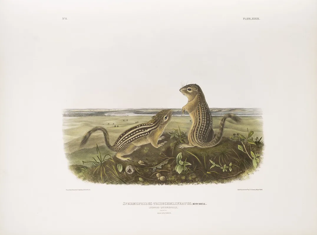 Spermophilus Tridecemlineatus Leopard Spermophile Natural Size Male And Female Wall Art by John Woodhouse Audubon - High-Resolution Digital Print