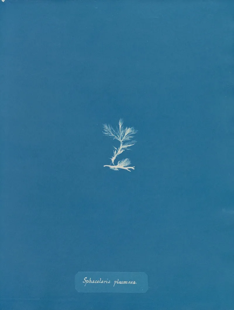 Sphacelaria Plumosa Wall Art by Anna Atkins - High-Resolution Digital Print