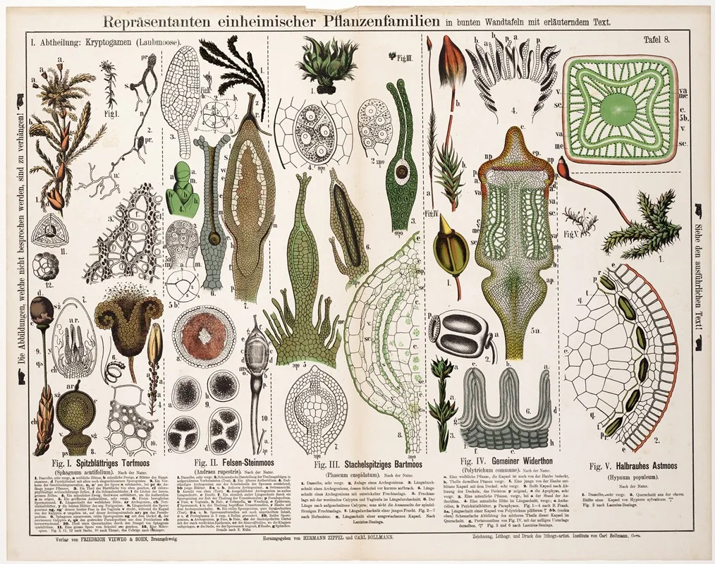 Sphagnum Acutifolium Andreaea Rupestris Phascum Cuspidatum Polythrichum Commune Hypnum Populeum Wall Art by Hermann Zippel - High-Resolution Digital Print