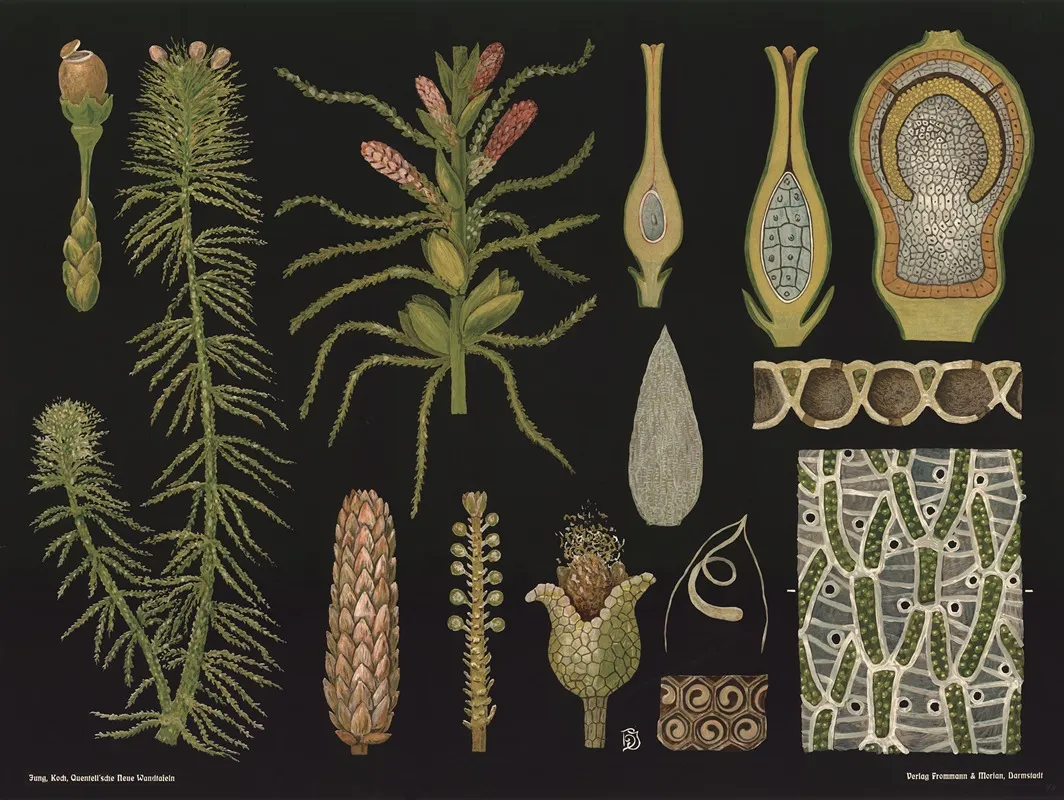 Sphagnum Moss Sphagnum Acutifolium Wall Art by Gottlieb von Koch - High-Resolution Digital Print