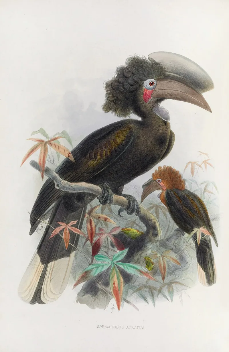 Sphagolobus Atratus Wall Art by Daniel Giraud Elliot - High-Resolution Digital Print