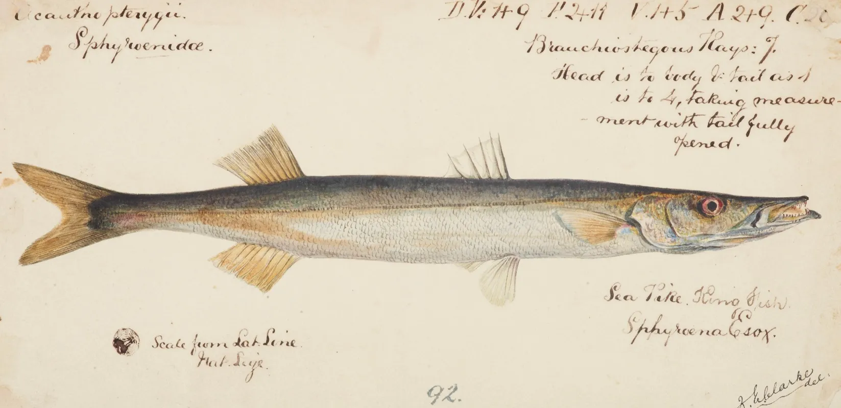Sphyraena Novaehollandiae Snook