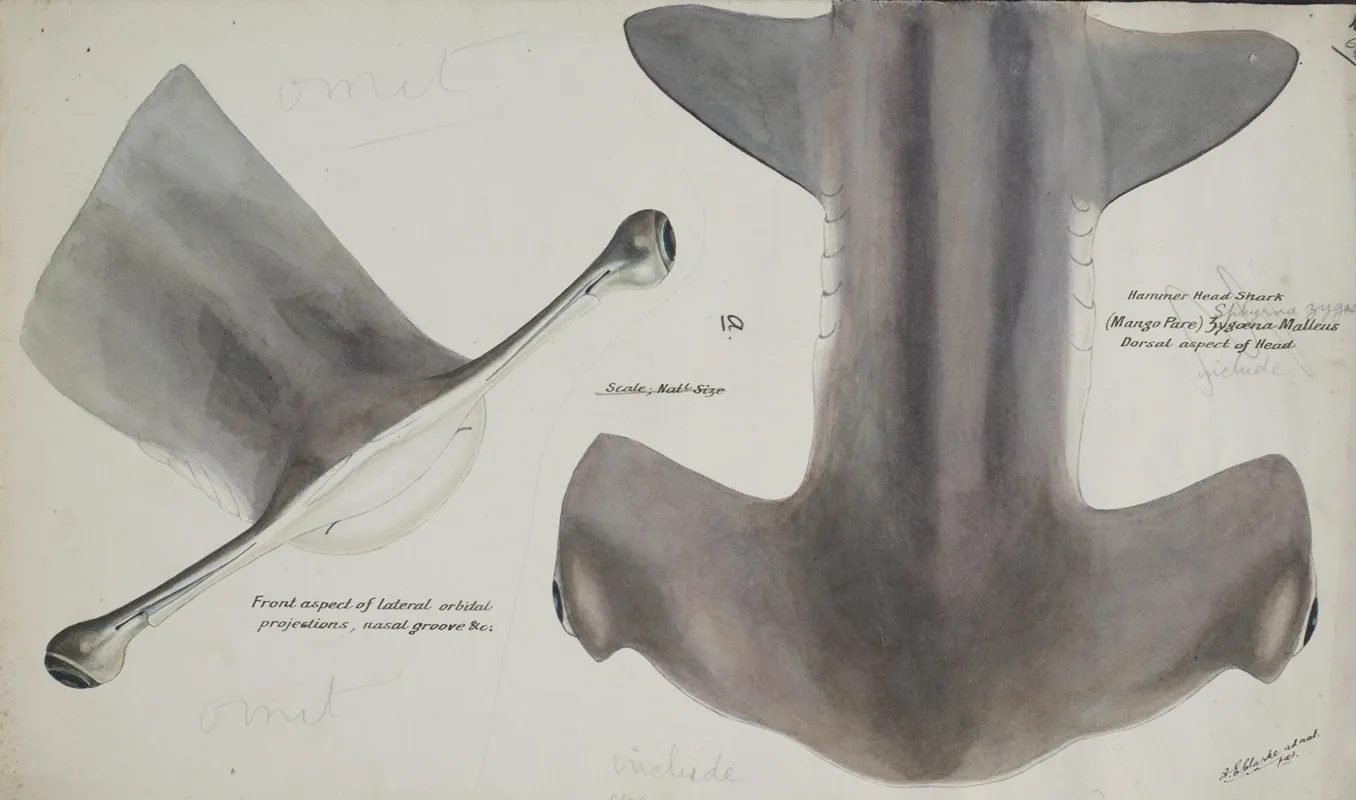 Sphyrna Zygaena Nz Hammerhead Shark Head Dorsal Aspect
