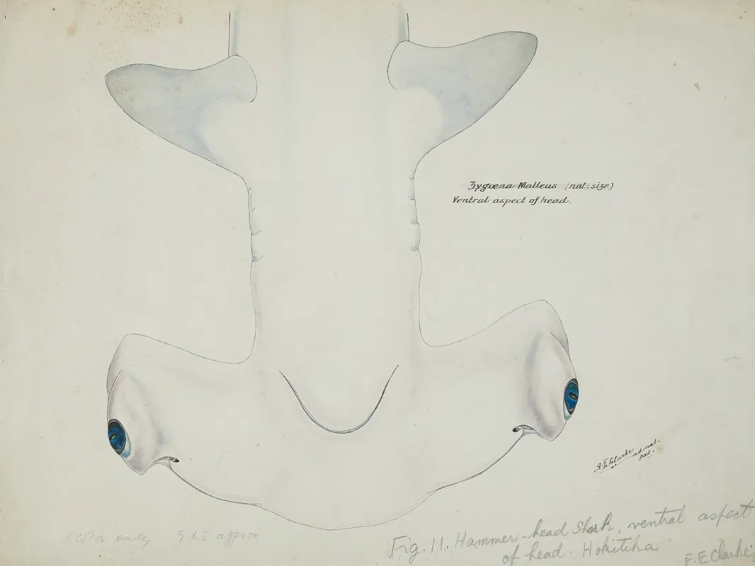Sphyrna Zygaena Nz Hammerhead Shark Head Ventral Aspect
