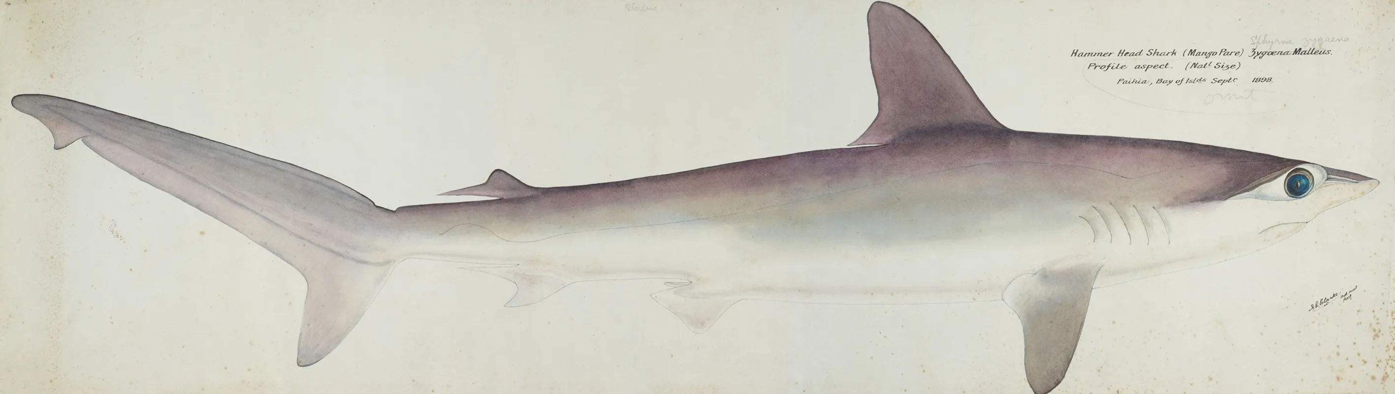 Sphyrna Zygaena Nz Hammerhead Shark Profile Aspect