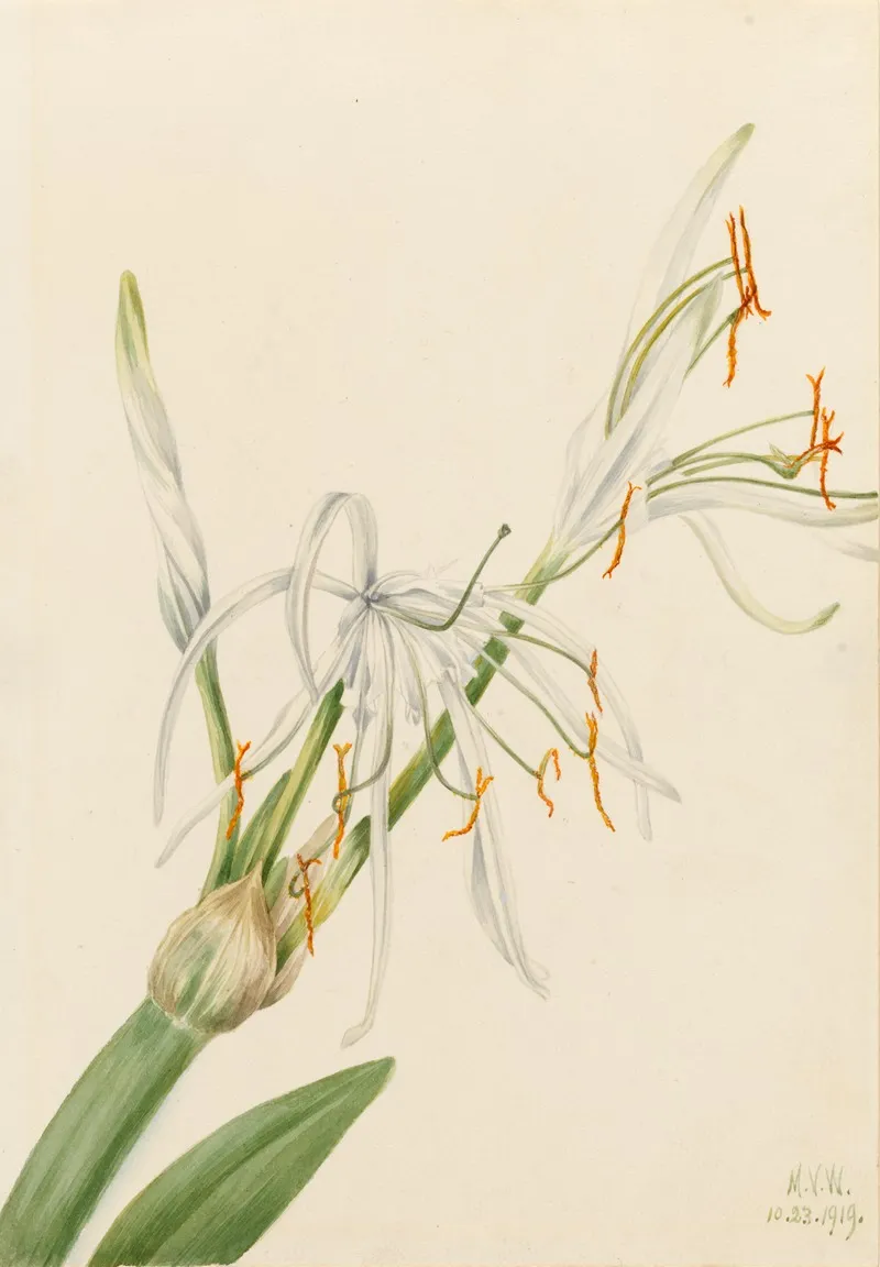 Spider Lily Hymenocallis Rotata