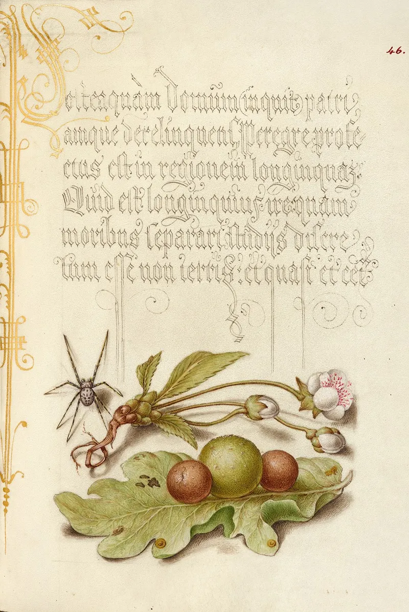 Spider Sweet Cherry Flower And English Oak Leaf With Galls