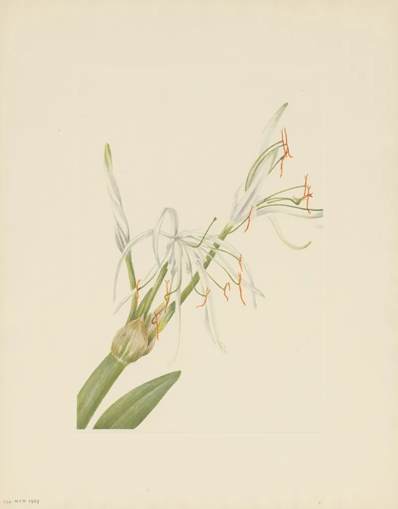 Spiderlily Hymenocallis Rotata 2