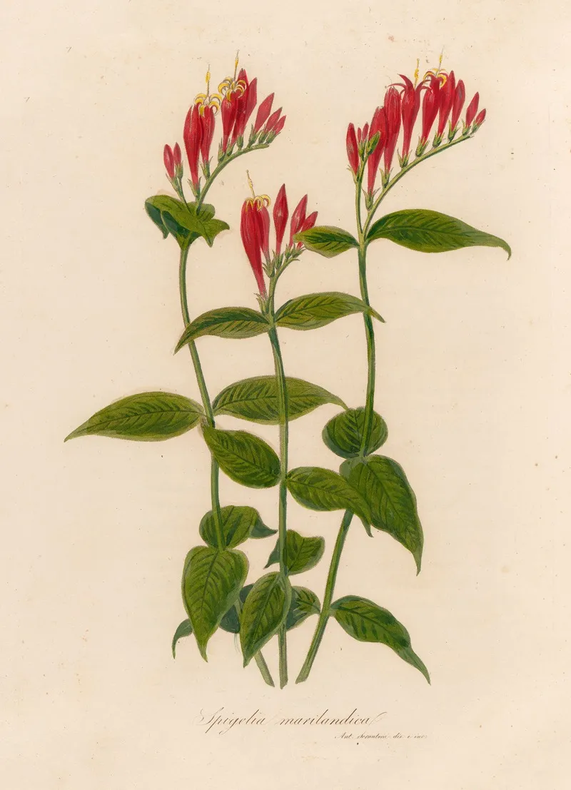 Spigelia Marilandica Wall Art by Gaetano Savi - High-Resolution Digital Print