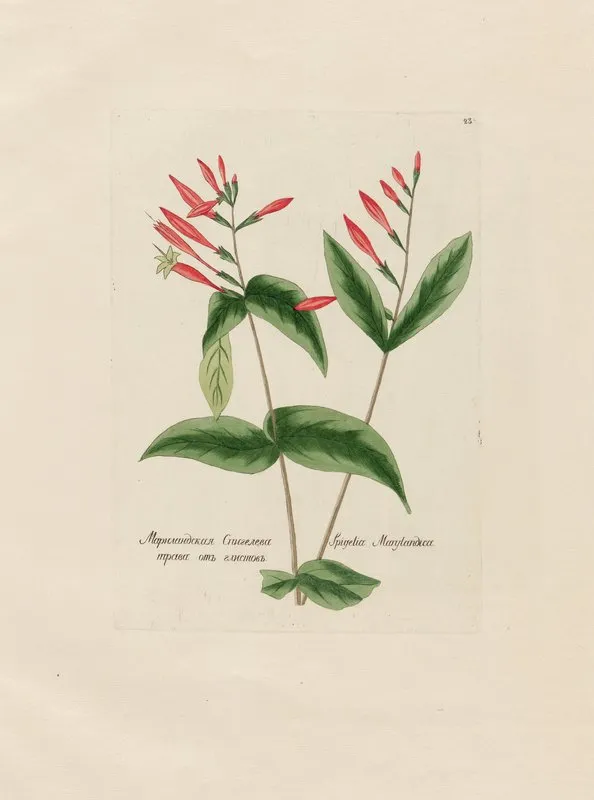 Spigelia Marylandica Wall Art by Petr Martynovich Gofman - High-Resolution Digital Print