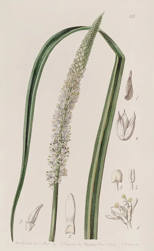 Spike Flowered Asagraea Wall Art by Sydenham Edwards - High-Resolution Digital Print