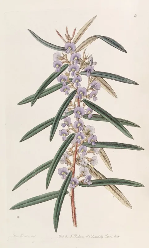 Spikeletted Hovea Wall Art by Sydenham Edwards - High-Resolution Digital Print