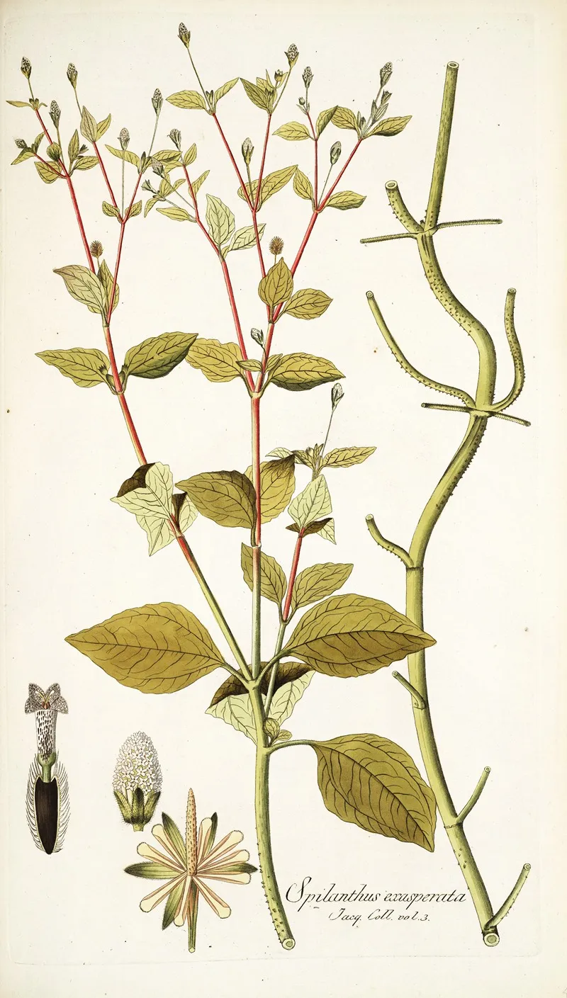Spilanthus Exasperata Wall Art by Nikolaus Joseph Freiherr von Jacquin - High-Resolution Digital Print