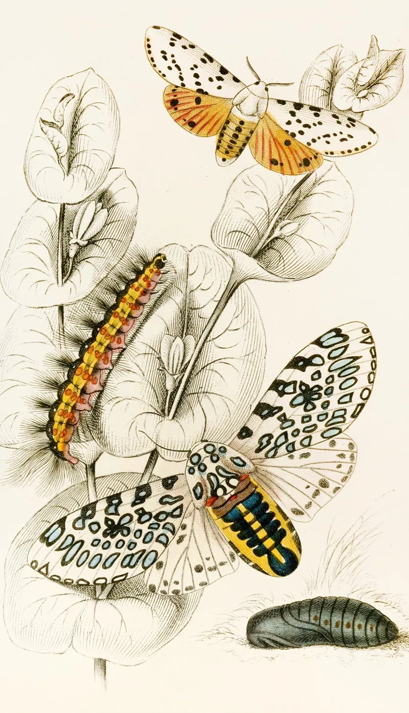 Spilosoma Aerea Arctia Oculatissima Wall Art by James Duncan - High-Resolution Digital Print