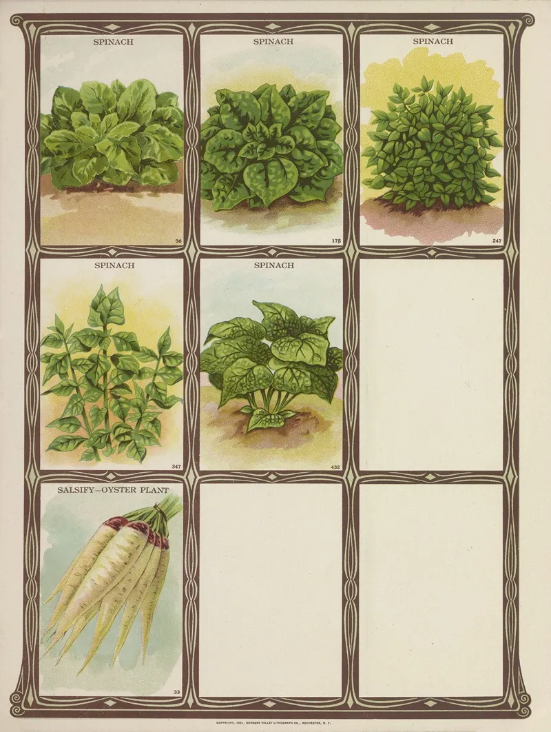 Spinach Salsify Oyster Plant Wall Art by Genesee Valley Lithograph Co. - High-Resolution Digital Print