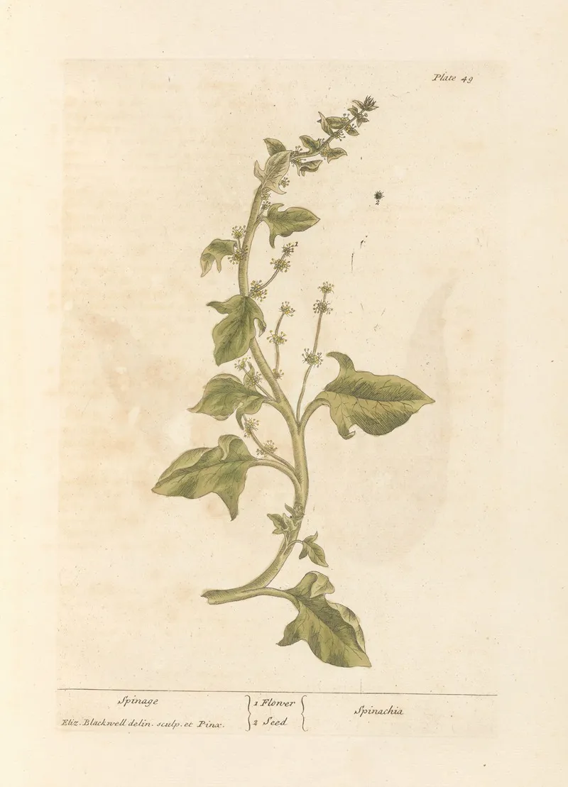 Spinage Wall Art by Elizabeth Blackwell - High-Resolution Digital Print