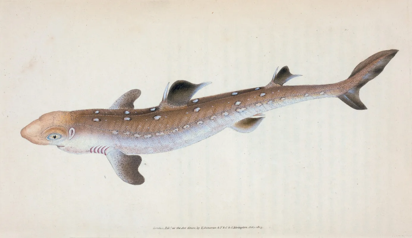 Spine Backed Shark Squalus Acanthias Wall Art by Edward Donovan - High-Resolution Digital Print