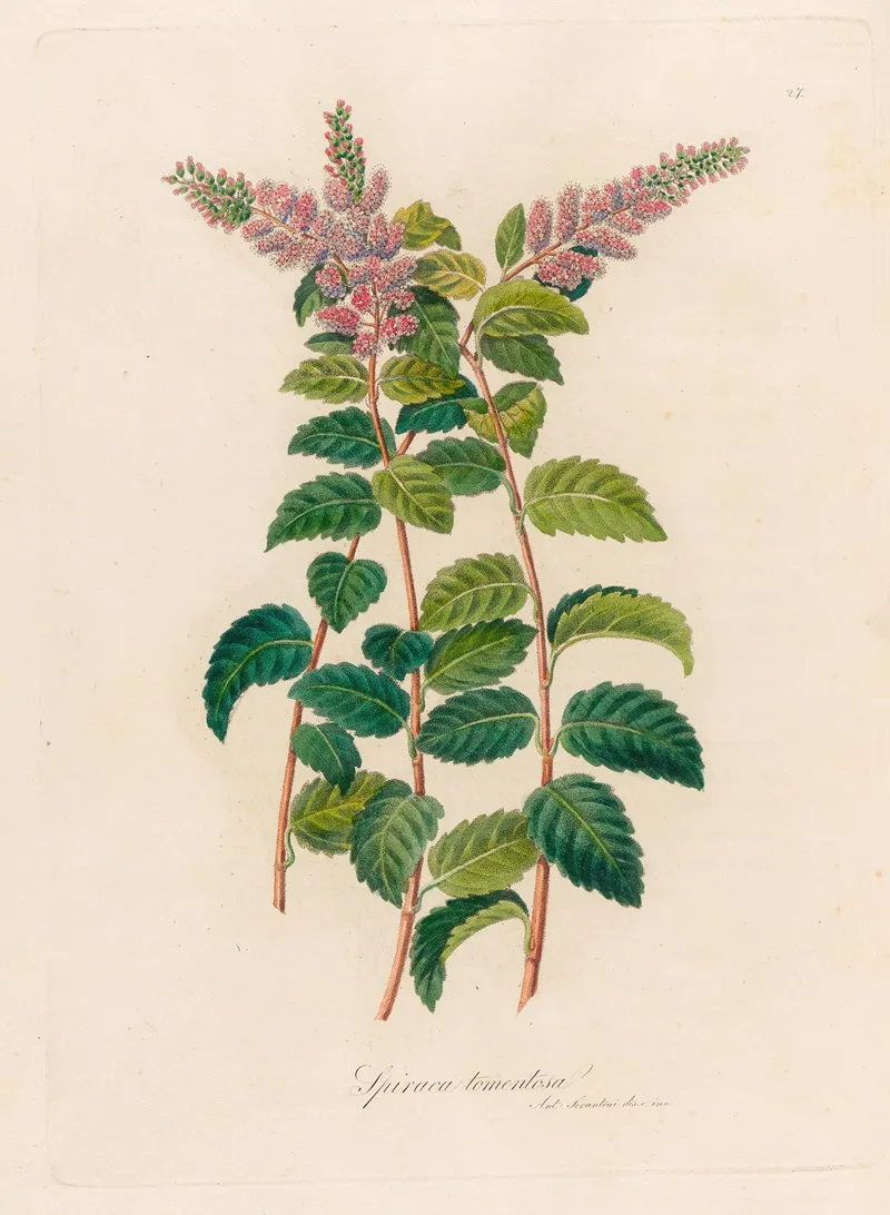 Spiraca Tomentosa Wall Art by Gaetano Savi - High-Resolution Digital Print
