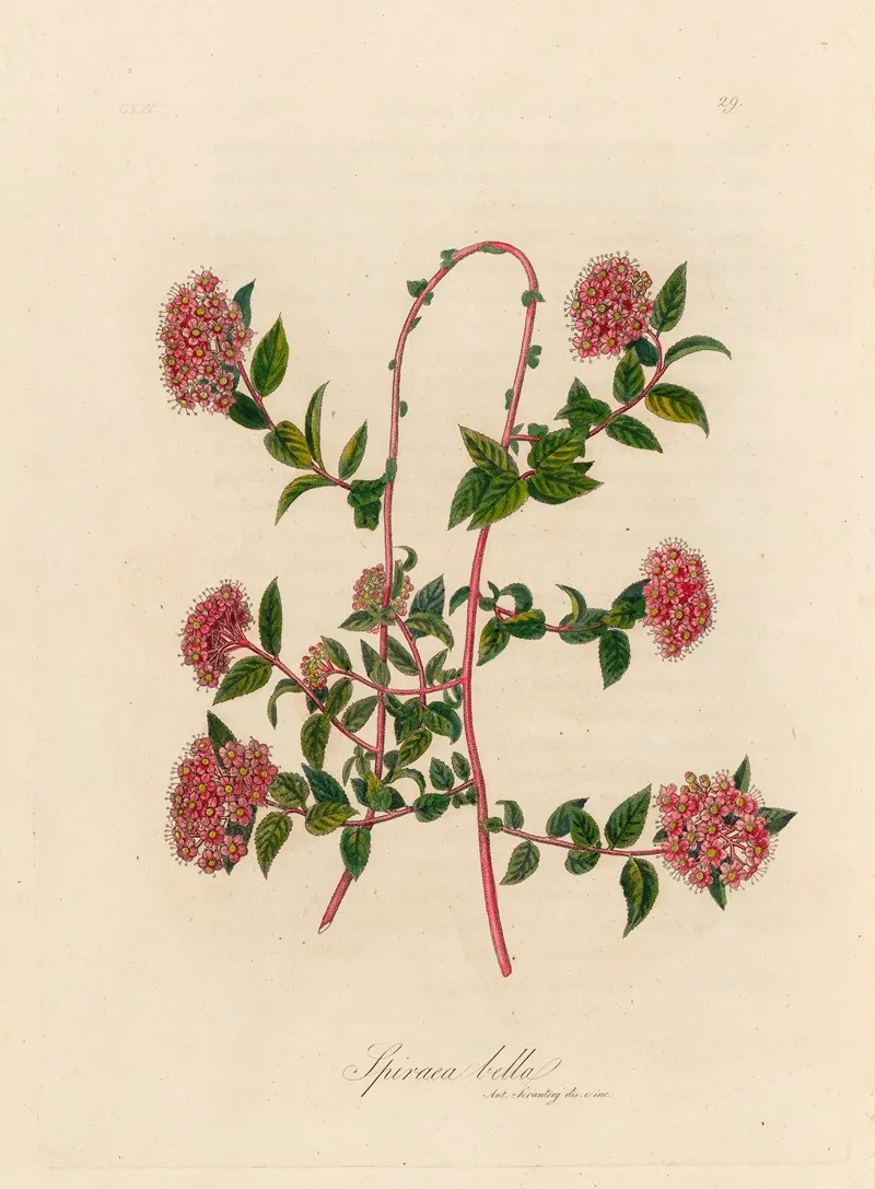 Spiraea Bella Wall Art by Gaetano Savi - High-Resolution Digital Print