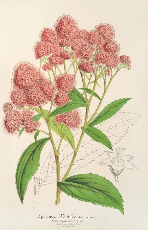 Spiraea Nobleana Wall Art by Charles Antoine Lemaire - High-Resolution Digital Print