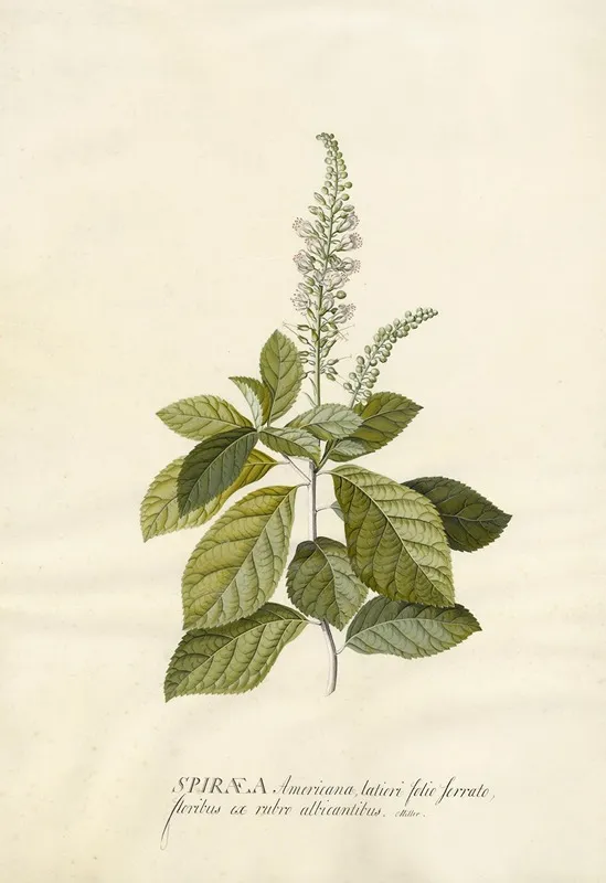 Spiraea Wall Art by Georg Dionysius Ehret - High-Resolution Digital Print