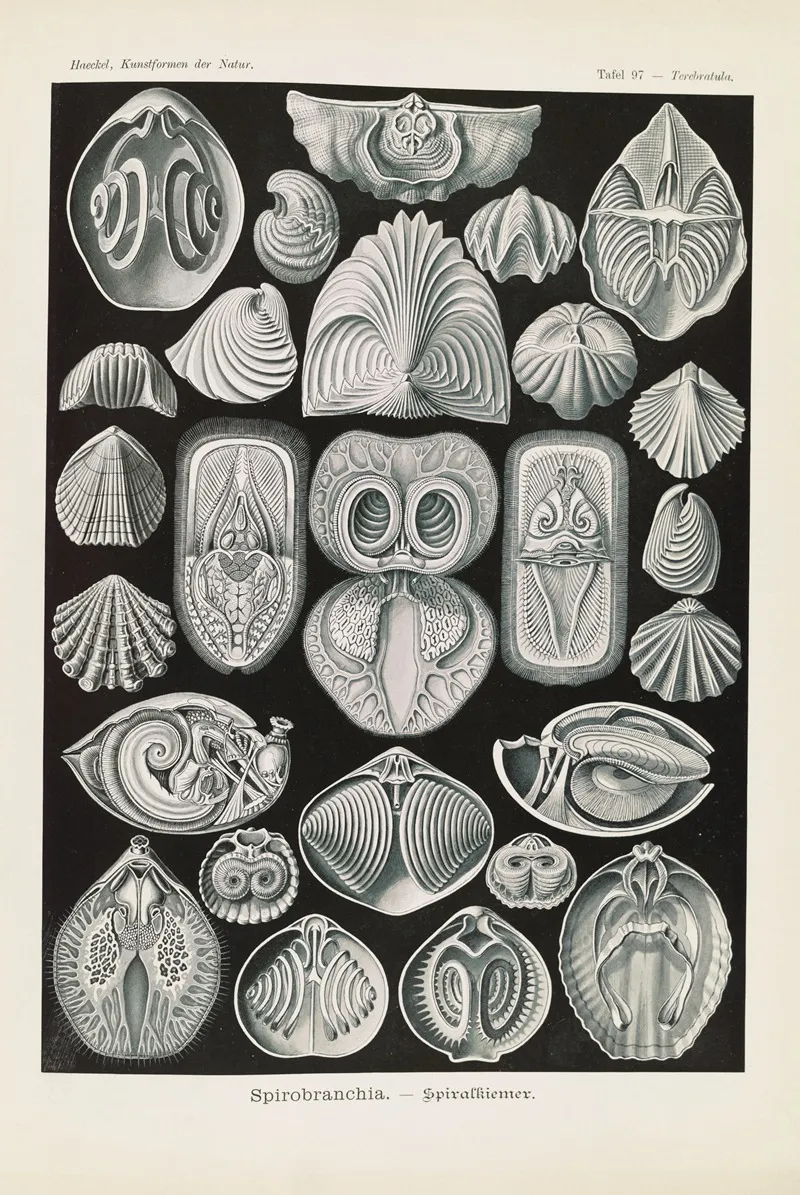 Spirobranchia Spiralkiemer Wall Art by Ernst Haeckel - High-Resolution Digital Print