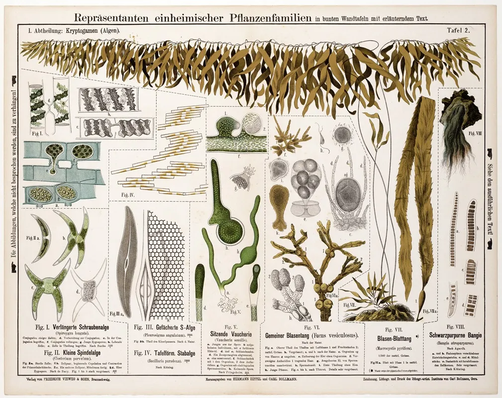 Spiroygra Longata Closterium Parvulum Pleurosigma Angulatum Bacillaria Paradoxa Vaucheria Sessilis Wall Art by Hermann Zippel - High-Resolution Digital Print