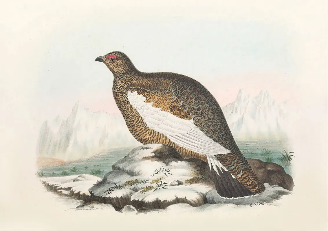Spitzbergen Ptarmigan Wall Art by Daniel Giraud Elliot - High-Resolution Digital Print