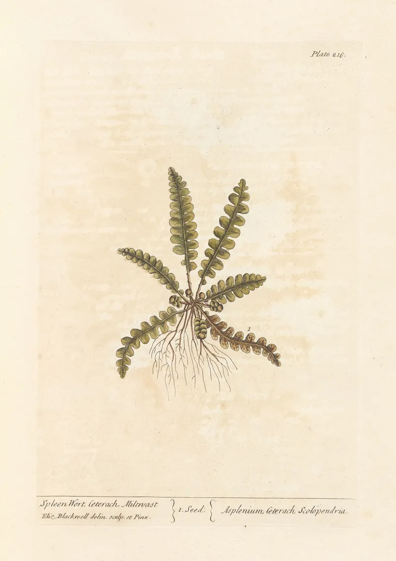 Spleen Wort Wall Art by Elizabeth Blackwell - High-Resolution Digital Print