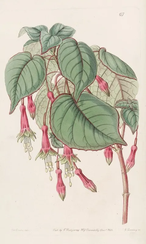 Splendid Fuchsia Wall Art by Sydenham Edwards - High-Resolution Digital Print