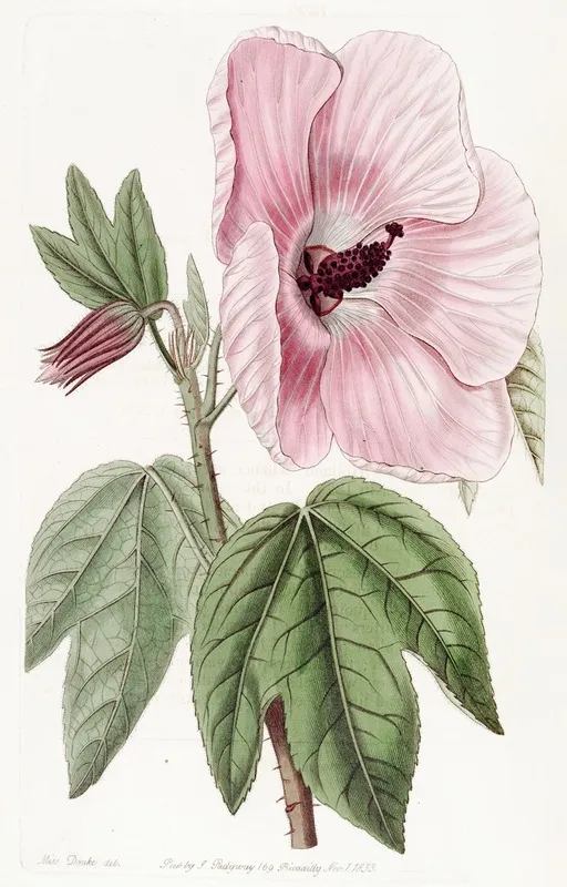 Splendid Hibiscus Wall Art by Sydenham Edwards - High-Resolution Digital Print