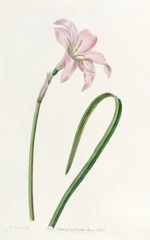 Spofforth Zephyranthes Wall Art by Sydenham Edwards - High-Resolution Digital Print