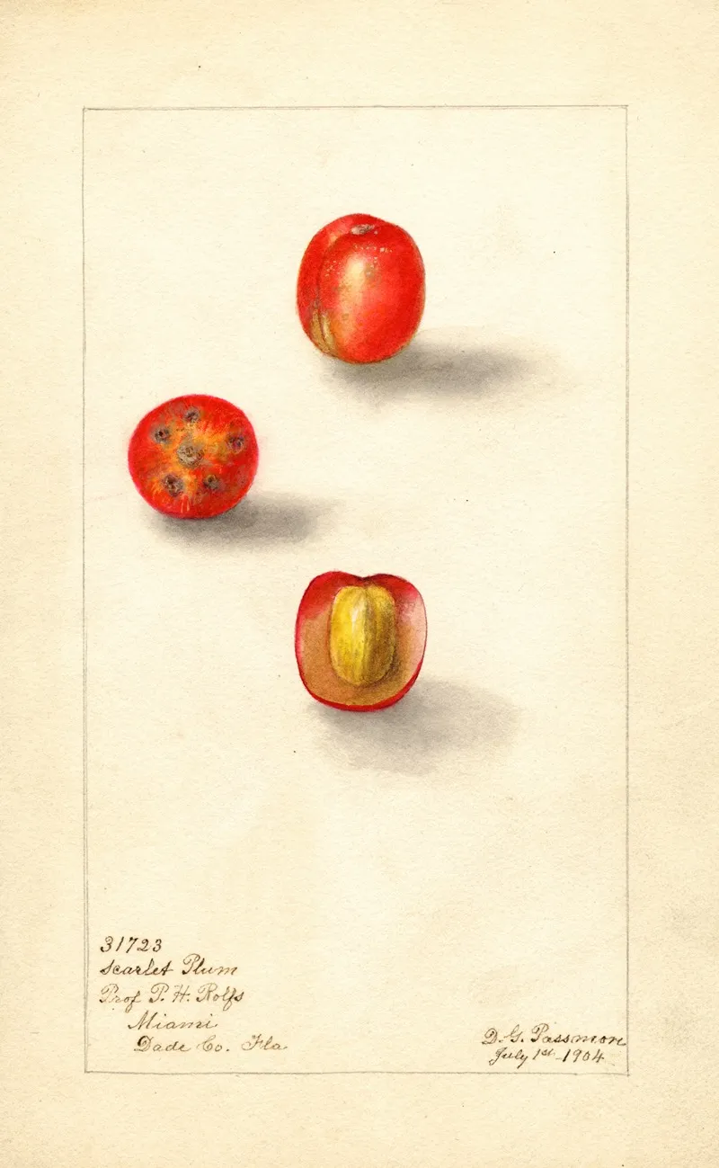 Spondias Purpurea Scarlet Plum Wall Art by Deborah Griscom Passmore - High-Resolution Digital Print