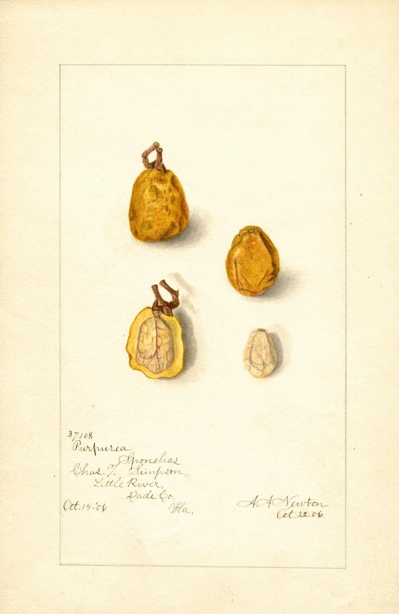 Spondias Purpurea Spondias Purpurea Wall Art by Amanda Almira Newton - High-Resolution Digital Print