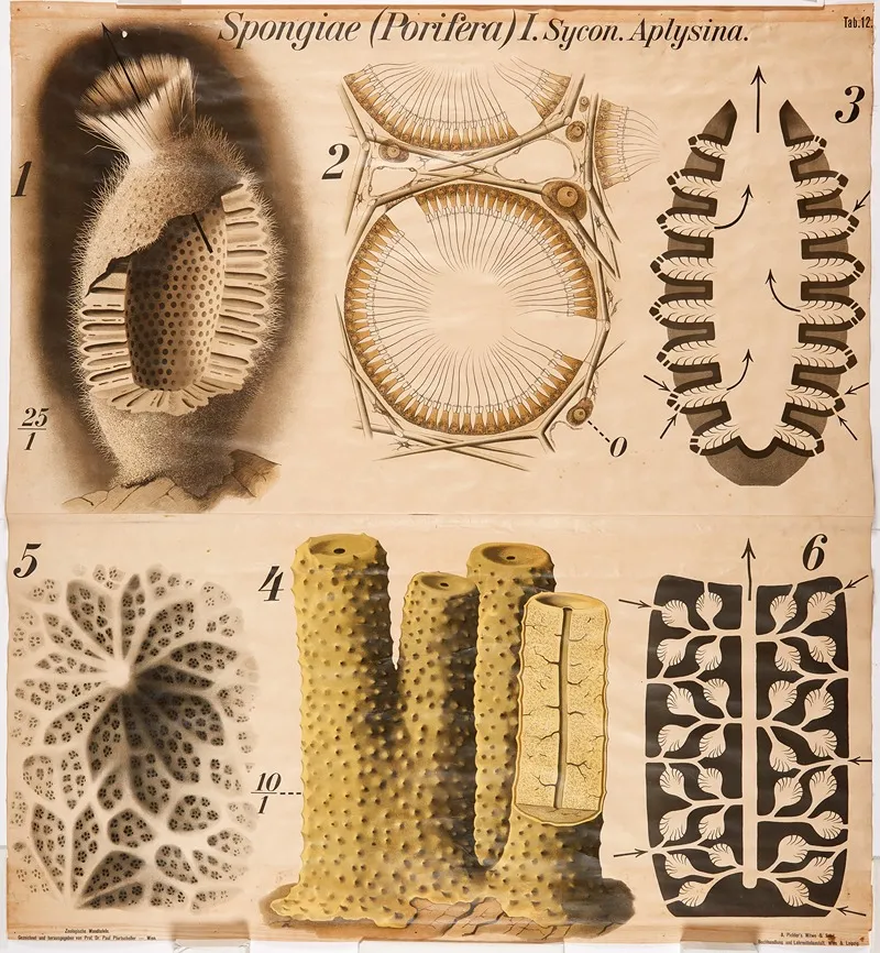 Sponges Wall Art by Paul Pfurtscheller - High-Resolution Digital Print