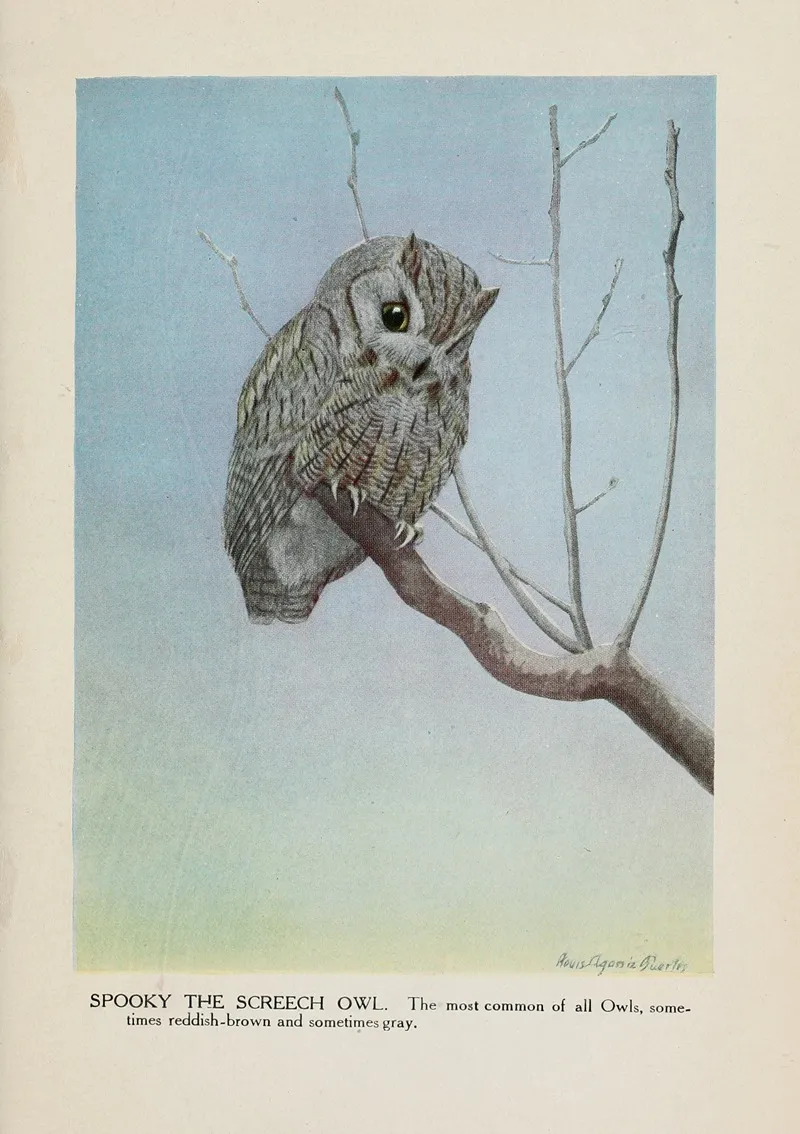 Spooky The Screech Owl Wall Art by Louis Agassiz Fuertes - High-Resolution Digital Print