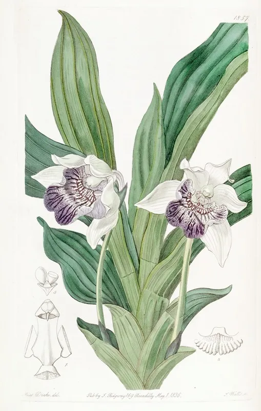 Spoon Lipped Zygopetalum Wall Art by Sydenham Edwards - High-Resolution Digital Print