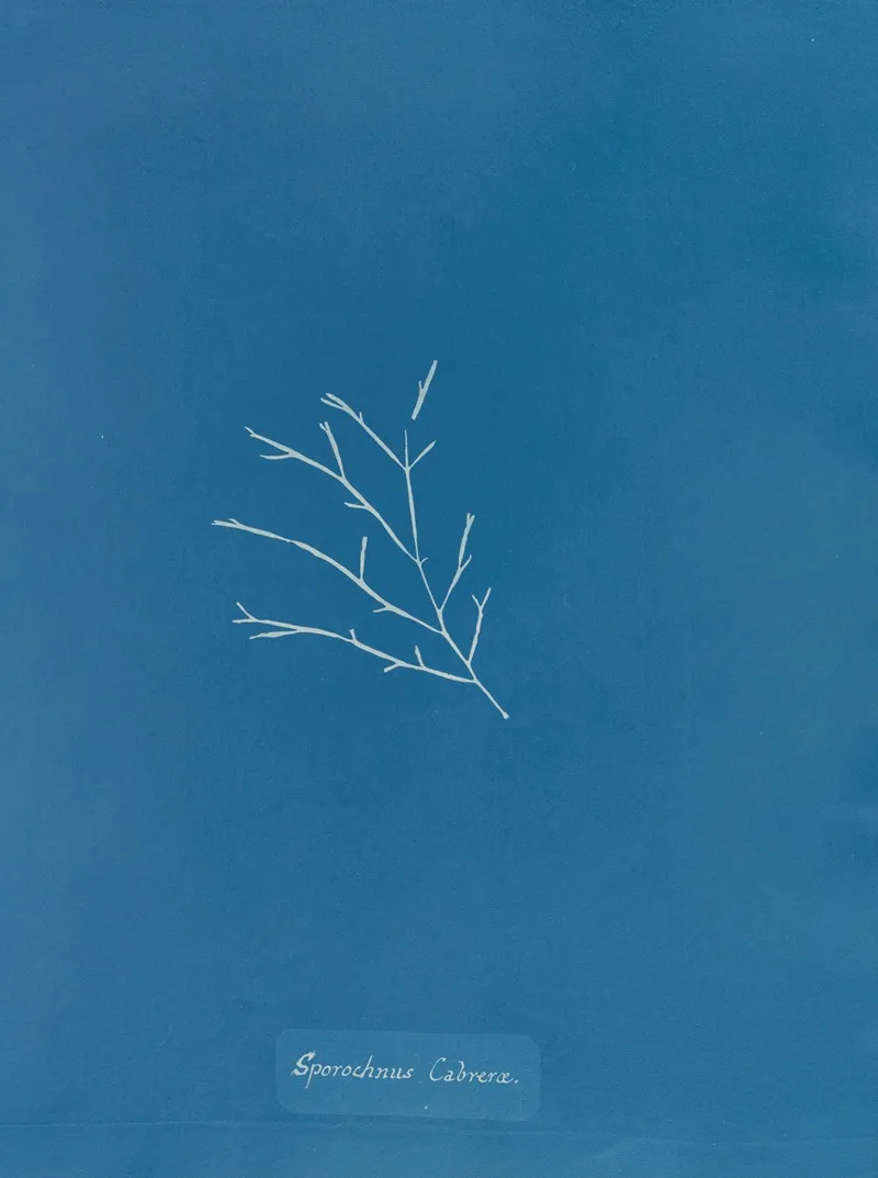 Sporochnus Cabrerae Wall Art by Anna Atkins - High-Resolution Digital Print