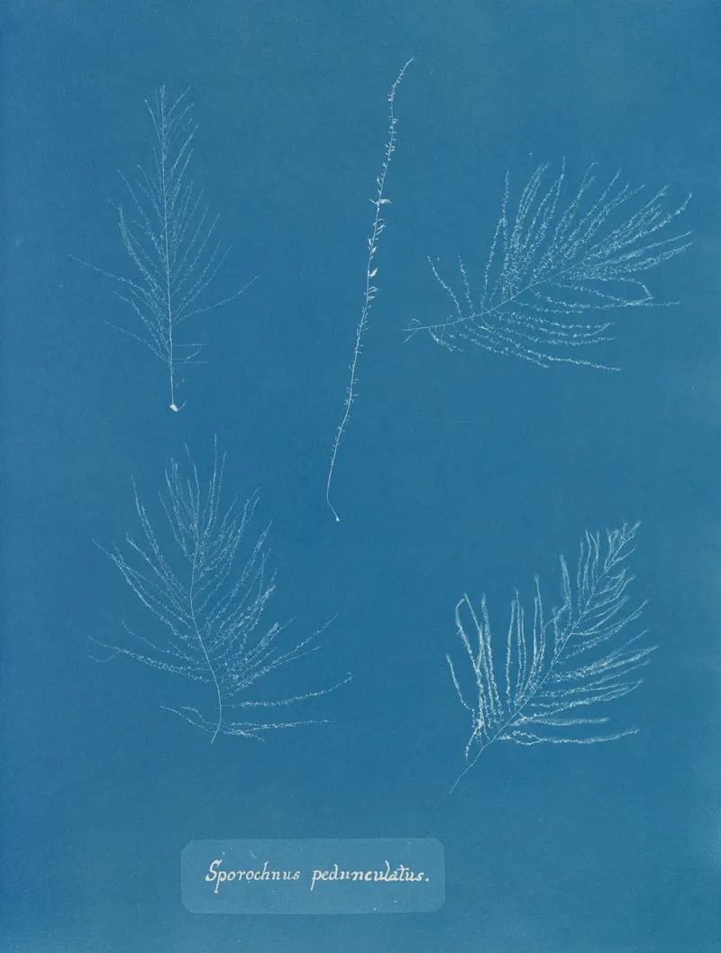 Sporochnus Pedunculatus Wall Art by Anna Atkins - High-Resolution Digital Print